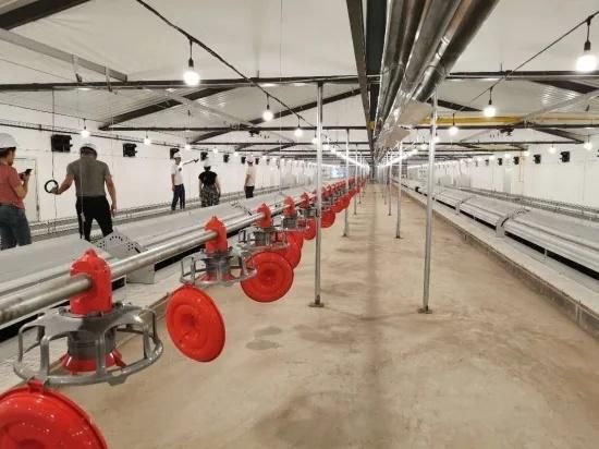 Automatic Laying Box for Broilers in Chicken Farm