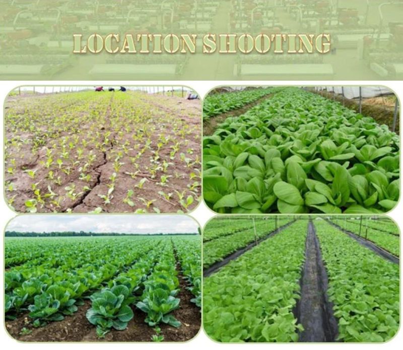 6 Rows Flower Seed Planter / Grass Seeder / Vegetable Seeder (factory selling customization)