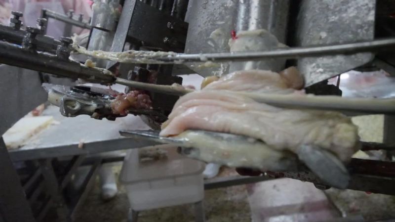 Poultry Processing Slaughtering Equipment Chicken Slaughterhouse Chicken Drumstick Deboner/Poultry Thigh Deboner