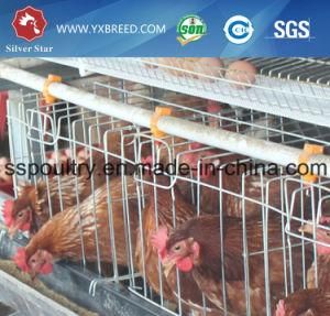 20, 000 Birds Farm Equipment Cage for Zambia (A-4L120)