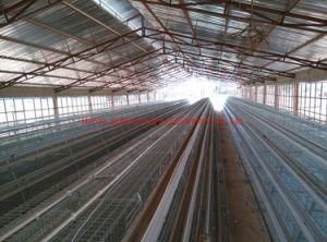 Automaitc Poultry Equipment Broiler Chicken Cage