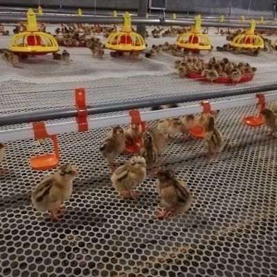 Automatic Broiler House Equipment for Farming Poultry