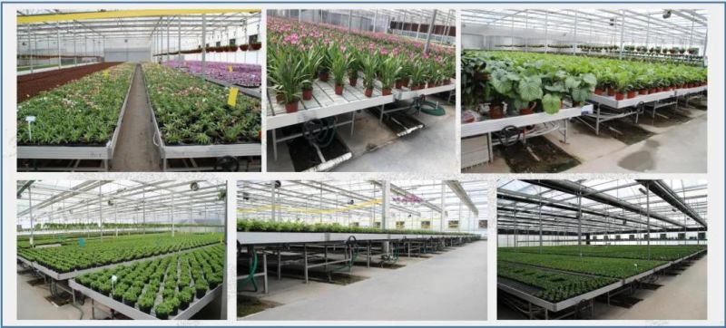 Advanced Tidal Seeding Bed for High Quality and Easy Greenhouse Seed Breeding for Modern Agriculture