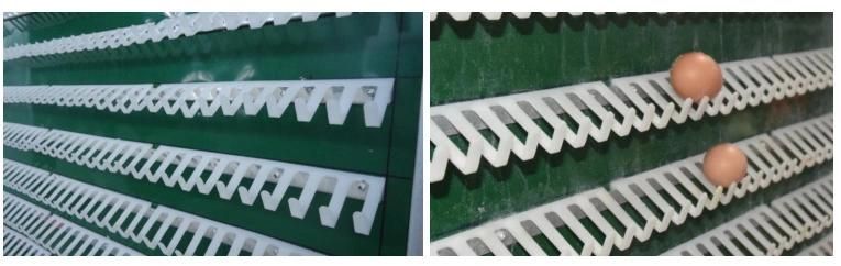 a Frame Livestock Machinery Layer Chicken Cage for Poultry Farm