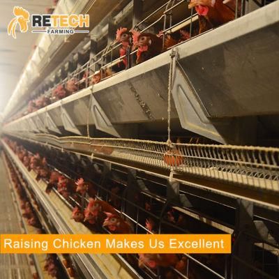 Fully Automatic Layer Chicken Battery Cages for Poultry Farm
