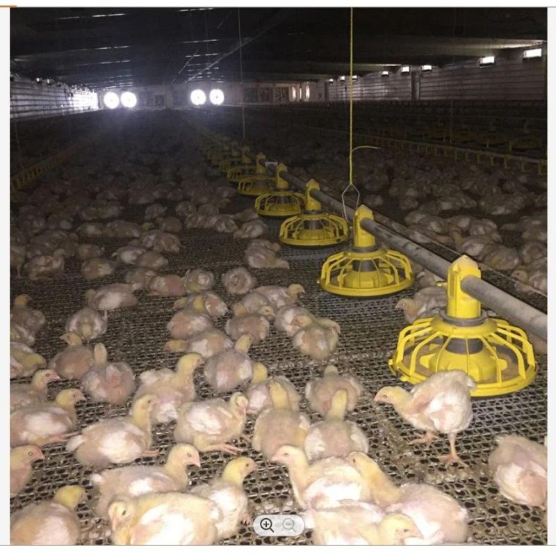 Automatic Feeding System for Broiler Chickens