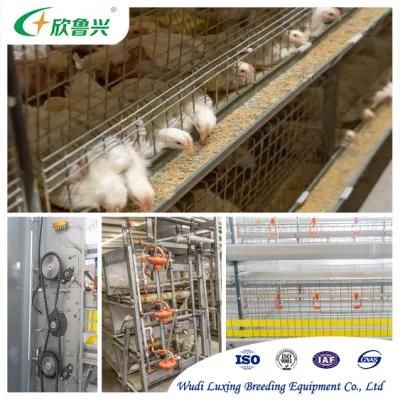 3 / 4 Tiers H Type Automatic Poultry Farm Equipment modern Broilers Cage System