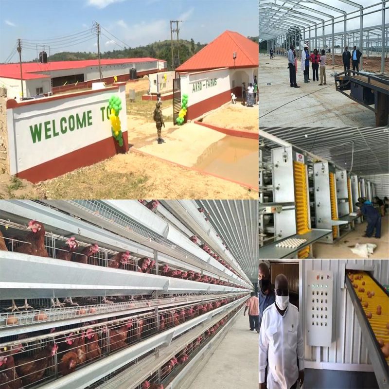 Ghana 5 Layers of Egg Hens Layer Chicken Farm Steel Structure Shed Houses Coop