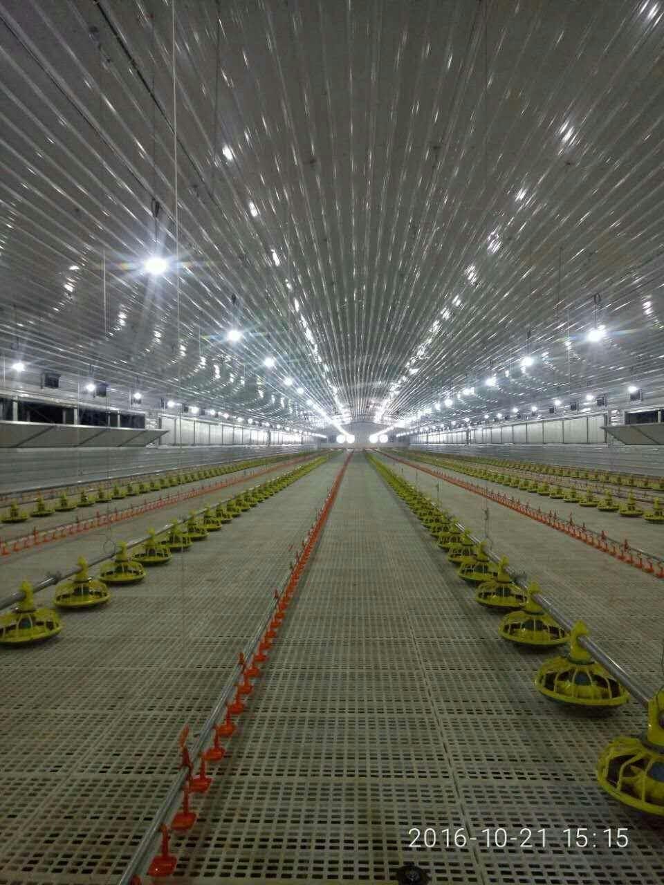 Steel Structure Broiler House for Meat Chicken