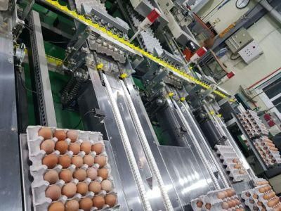 Egg Packing/ Egg Grading System for Huge Poultry Farm