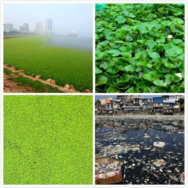 Seaweed Plant Removal Floating Garbage Cleaning Water Hyacinth Harvester