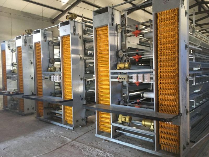 Totally Automatic Egg Collecting System for Chicken Farm
