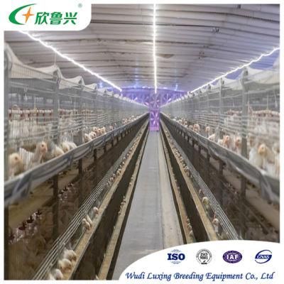 Africa Poultry Farms Automatic Chicken Layer Cage Equipment