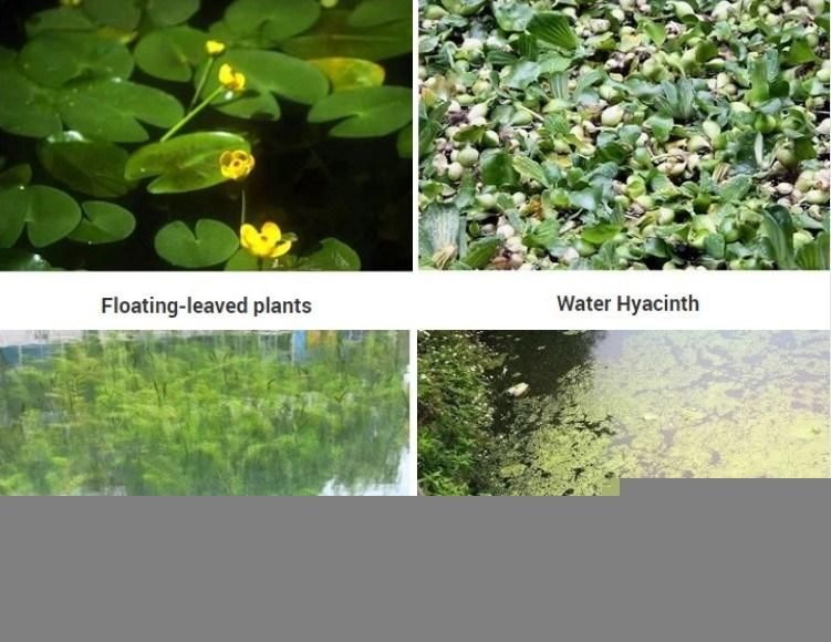 China Aquatic Weed Harvester for River Clean