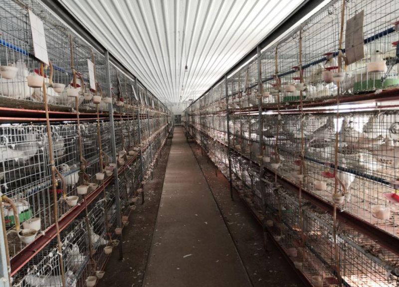 Poultry Equipment Pigeon Cage