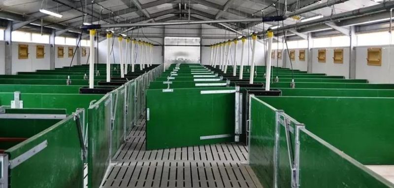 High Quality Pig Farm Design Gestation Stalls for Sows Pig Equipment Pig Cage