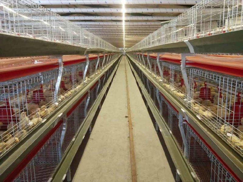 Chicken Cage System for Poultry Farm