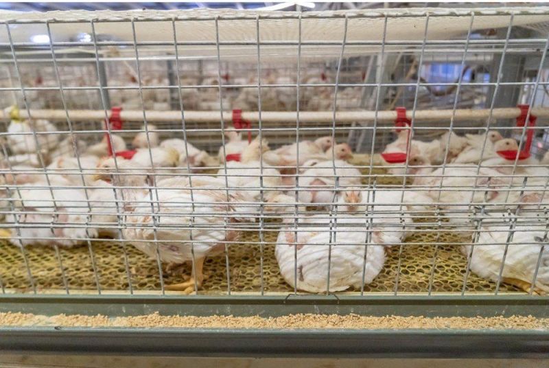 Chicken Farm Building Poultry Breeding Equipment for Layer Chicken