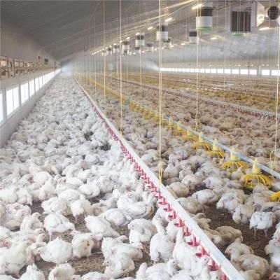 High Quality Prefab Full Automatic Easily Feeding Broilers Chicken House