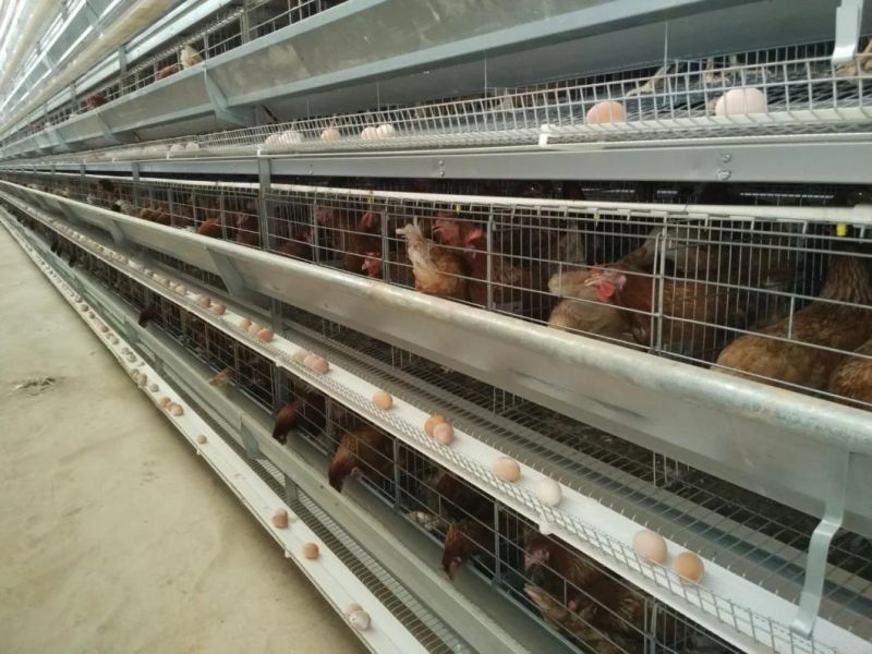 Galvanized Feed Tray of H-Type Layer Chicken Equipment