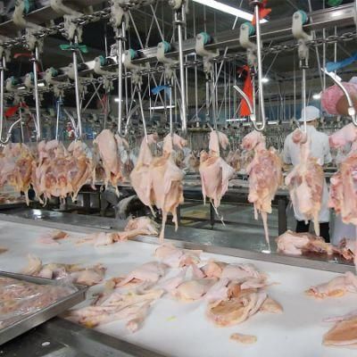 Halal Poultry Chicken Slaughterhouse Butcher Conveyor Line for Slaughterhouse