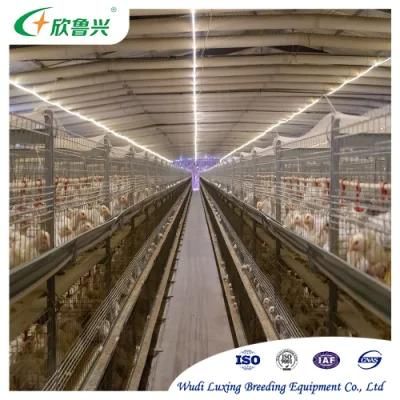 3 Tiers 4 Tiers H Type Automatic Broilers Cage System for Chicken Poultry Farming