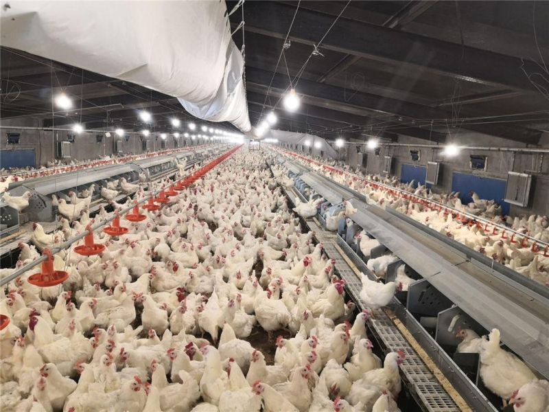 Automatic Laying Box for Broilers in Chicken Farm