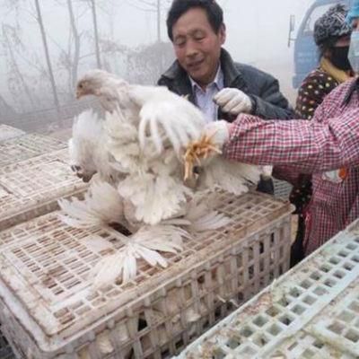 Live Birds Live Poultry Transport Crate for Poultry Feeding Farm