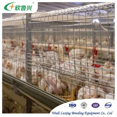 3 Tiers 4 Tiers H Type Modern Design Broiler Poultry Farm Automatic Chicken Broilers Cage System