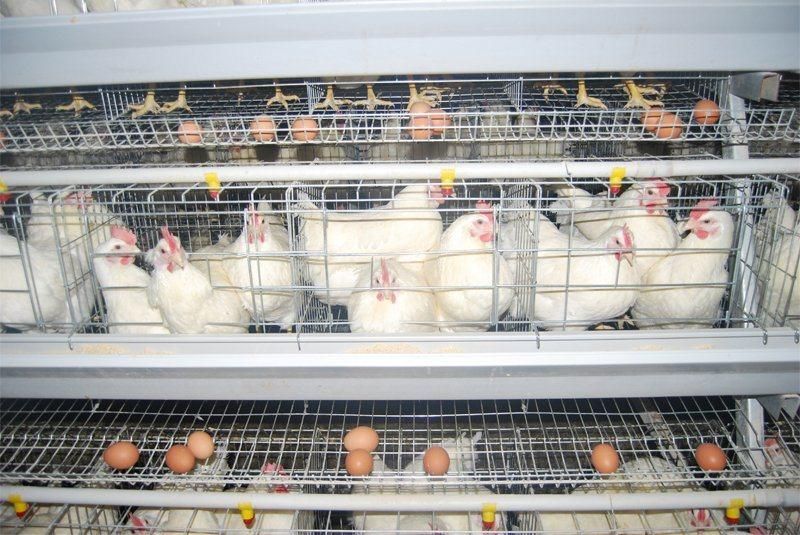 a Type Automatic Multi-Purpose Chicken Cage Equipment