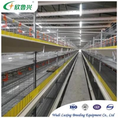 Chicken Cage Poultry Coop Breeding Machinery Equipment for Layer / Pullet / Broiler / Breeder