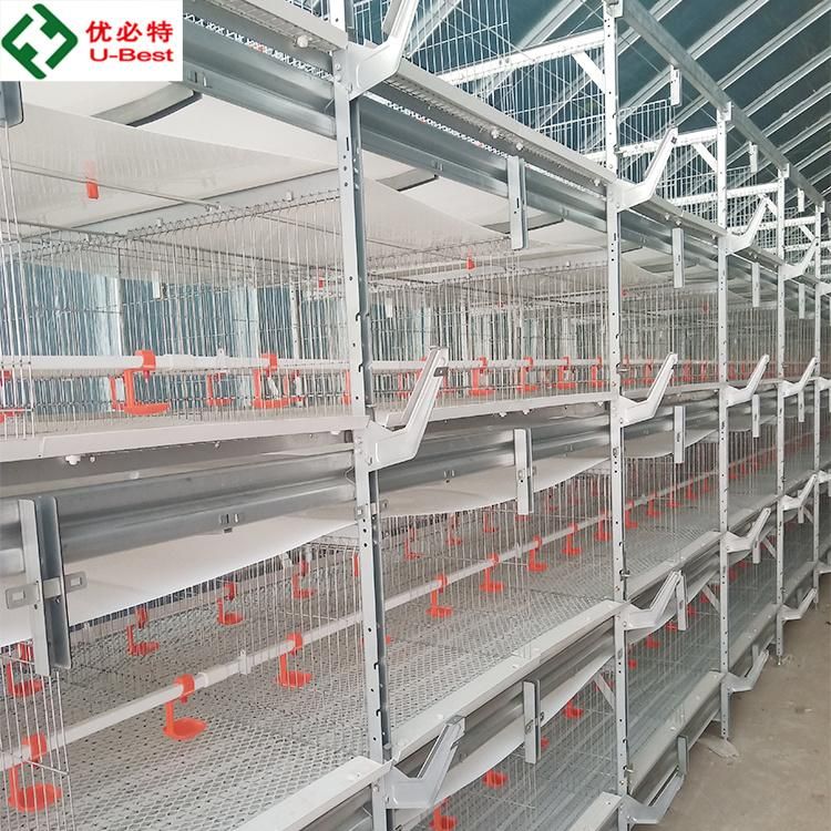 High Quality H Type Chicken Cages Broiler Cage with Automaic Feeding System