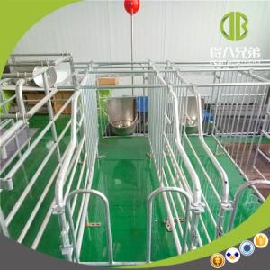 Gestation Stall Made by Qingddao Deba Brother Factory