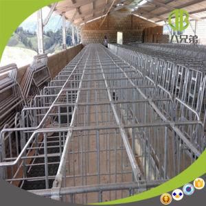 Modern Design Pig Farm Using High Quality Hot-DIP Galvanized Gestation Stall