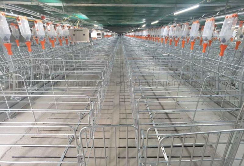 Automatic Control Economic Pig Feeding System Pig Equipment