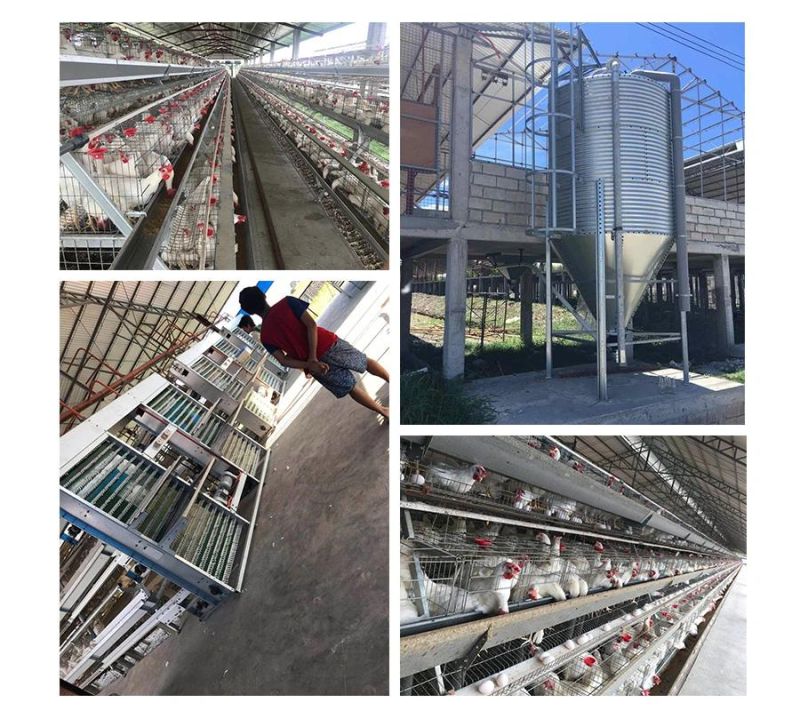 430cm2 or 450cm2 Local After-Sale Service in Asia Feeding Equipment Poultry Farm Cage