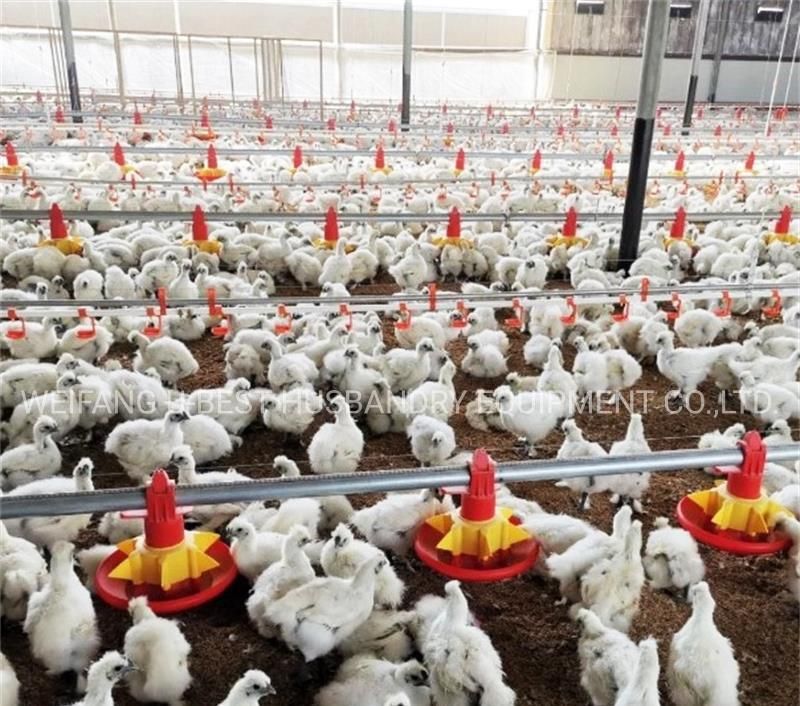 Control Shed Automatic Chicken Broiler Poultry Equipment Suppliers in South Africa