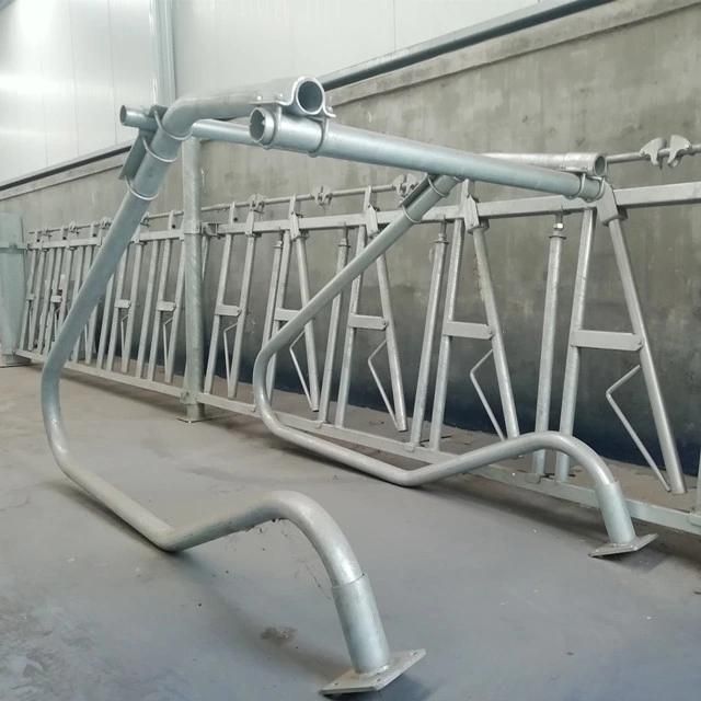 Cow Headlock with Hot-Galvanized Steel Pipe / Cow Equipment / Cattle Headlock China