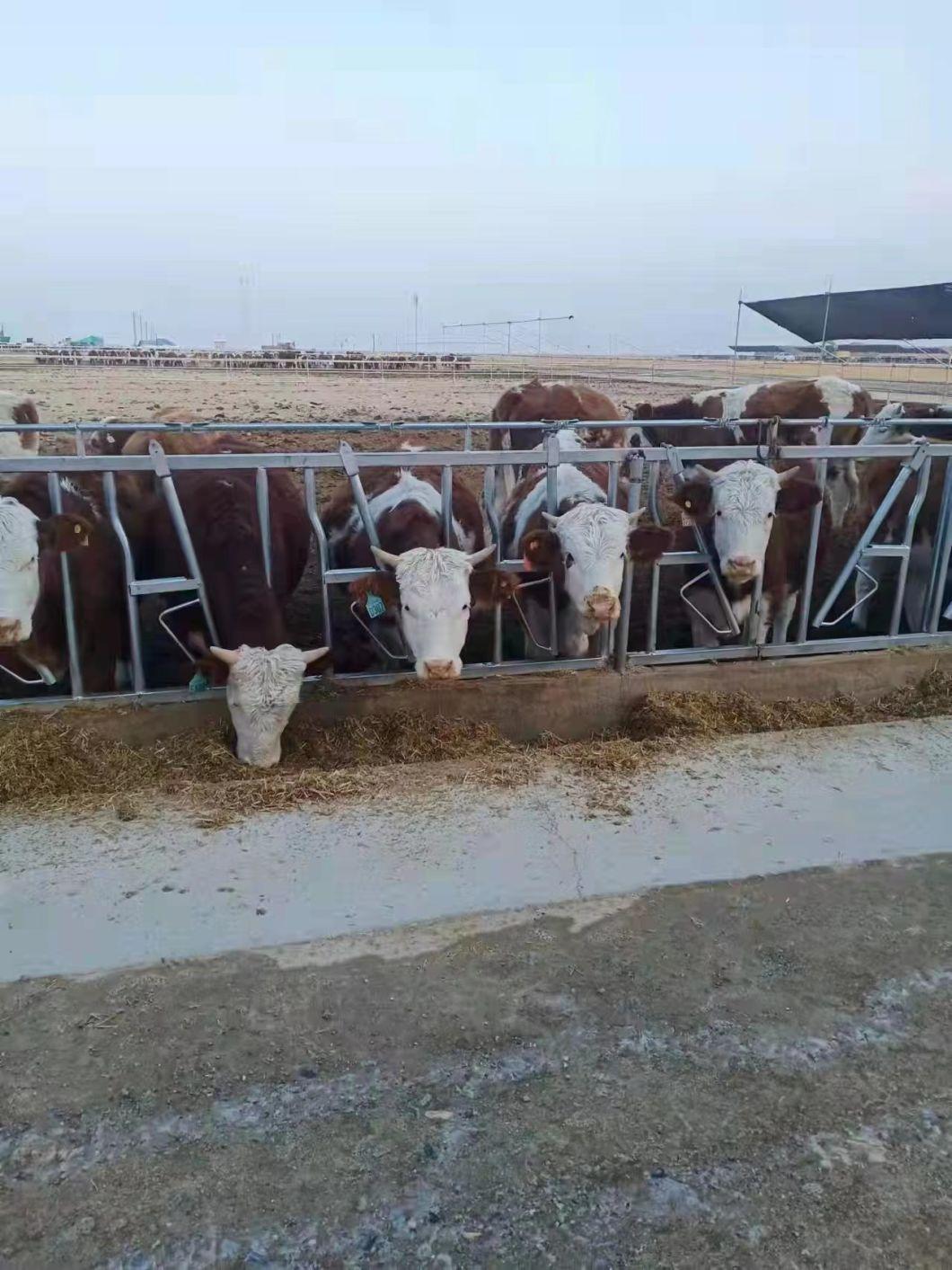 Dairy Cattle Headlocks Farm Machinery