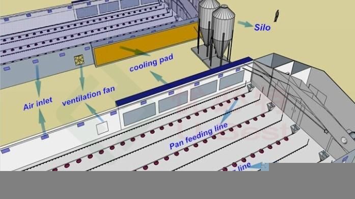 Automatic Meat Chicken Farming High Broiler Chicks Rate