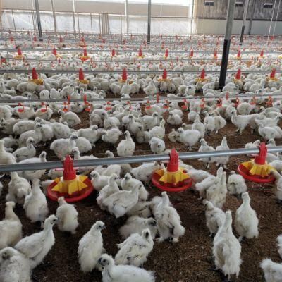 UAE Automatic Broiler Chicken Poultry Shed Equipment for Sale