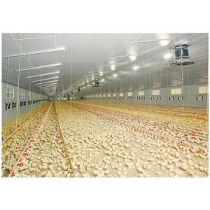 Poultry Rearing Systems