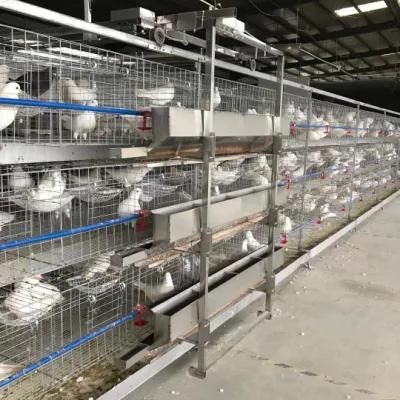 Selling Sections of Free-Range Pigeon Equipment