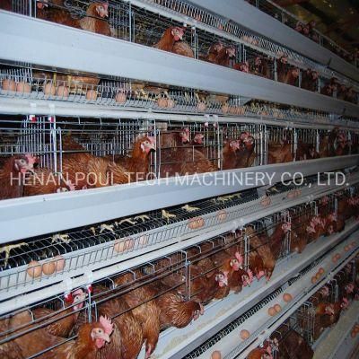 Modern Type Layer Chicken Cage for Automatic Poultry Farm
