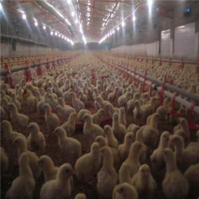 High Quality Automatic Controlled Poultry Farms in Africa for Chicken