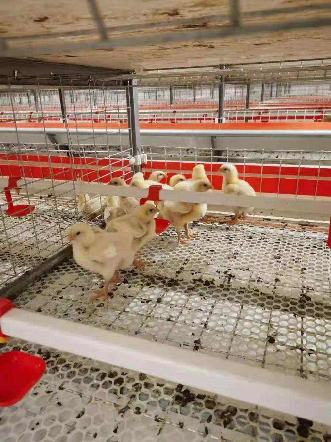 Complete Automatic Animal Cages Battery Broilers Rearing Chicken Cage System for Farming Poultry Supply