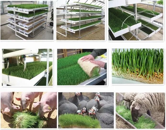 Hydroponic Nft Microgreen Fodder System Plastic Tray for Wheat Crops