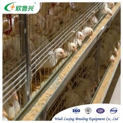 Broiler Poultry Farm H Type Chicken Battery Poultry Cage for Sale