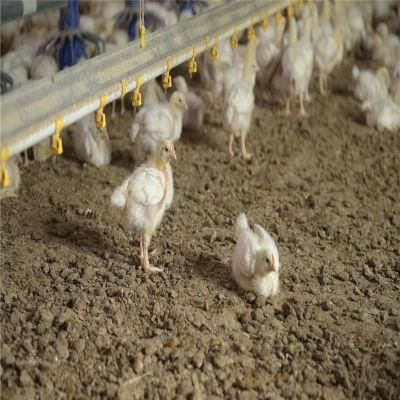 Easily Installation Quickly Assemble Small Labor Meat Chicken Poultry Coop