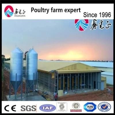 Automation Complete Poultry Farm Equipment Feeding System for Chicken Cages